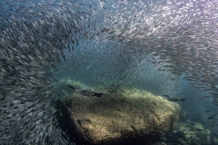 Izzotti Andrea - ITALY - La caccia del cormorano / Cormohunt || Highly commended