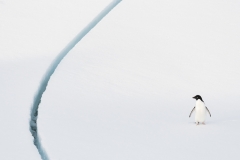 Christmann Stefan - GERMANY - I pinguini di Adelia mi fanno morire... / Adélie penguins crack me up... || Highly commended