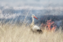 Gaiotti Marco - ITALY - Cicogna nell'incendio / The stork in the fire || Highly commended