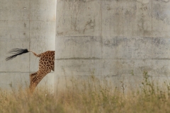 Fragozo Jose - PORTUGAL - Giraffa in corsa / Running giraffe || Category winner