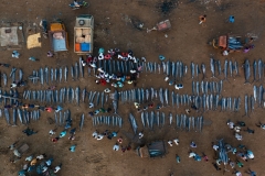 Mannepuri Srikanth – INDIA -  L'asta dei pesci più veloci del mondo / Auction of world's fastest fishes || Highly commended