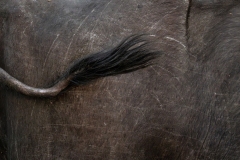 Samuel Nugues - SWISS || Highly commended