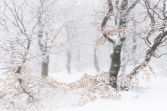 Gunar Streu - SWEDEN || Highly commended