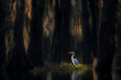 Marco Gaiotti, Italy - Highly commended
