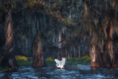 Roberto Marchegiani, Italy - Highly commended
