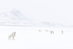 Amit Eshel, Israel - Highly commended