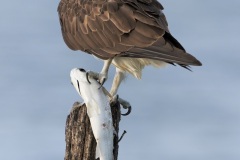 Maurizio Lanini, Italy - Highly commended