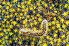 Carlo D'Aurizio, Italy - Highly commended