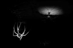 Norbert Kaszás, Hungary - Highly commended