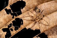Ilaria Mariagiulia  Rizzuto, Italy - Highly commended