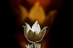 Andrey Kuznetsov, Russia - Highly commended
