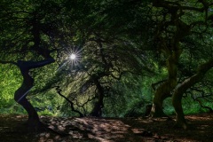Martin Siering, Germany - Highly commended
