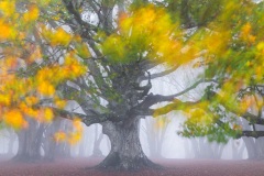 Matteo Capotondo, Italy - Highly commended