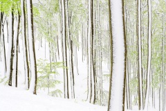 Paolo Giudici, Italy - Highly commended