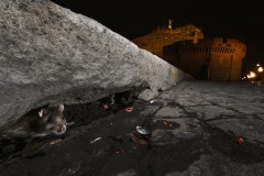 Gianluca Damiani, Italy - Category winner