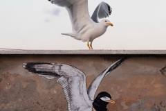 Gianluca Damiani, Italy - Category winner