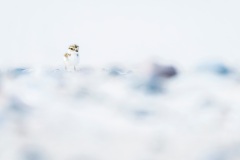 Joshua Galsterer, Germany - Highly commended