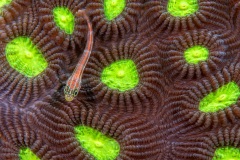 Daniel Sly, Australia - Highly commended