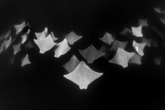 Henley Spiers, UK - Highly commended