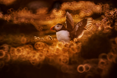 Jose Luis Pesquero, Spain - Highly commended