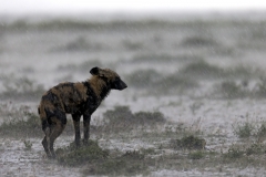 Pierluigi Rizzato ( Italy ) - African wild dog in the rain || Highlight