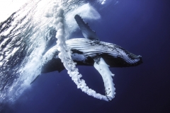 Beau Pilgrim ( Australia ) - Humpback whale trail || Highlight